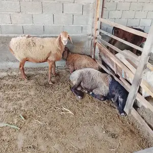 Хисори гусфанд, Худжанд