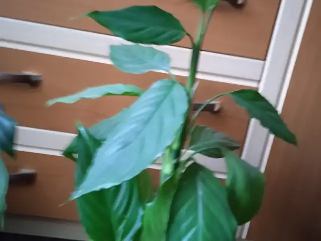 Гули хонаги, Душанбе
