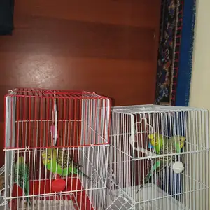 Попугай, Душанбе