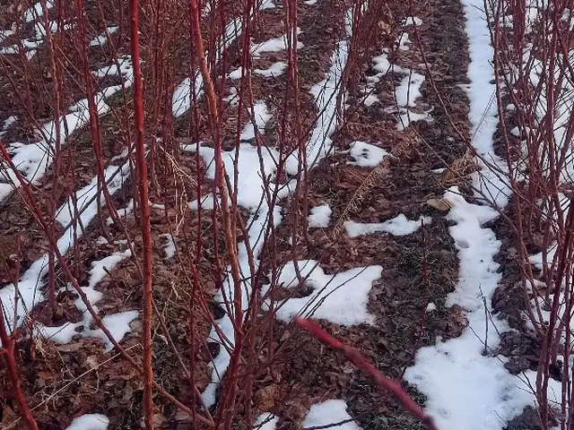 Нихоли гелос ва зардолу, Хуҷанд