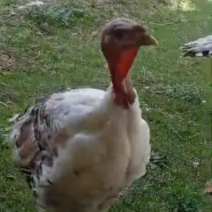 Индук, Пенджикент