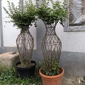 Сирени куза, Душанбе