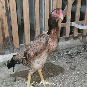 Дакан шамо, Худжанд