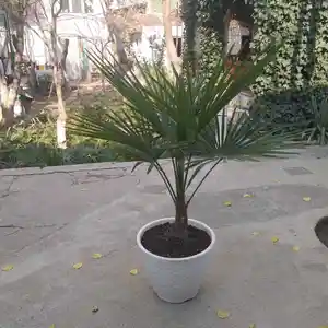 Пальма, Худжанд