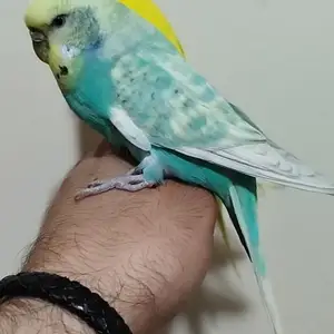 Попугай, Душанбе