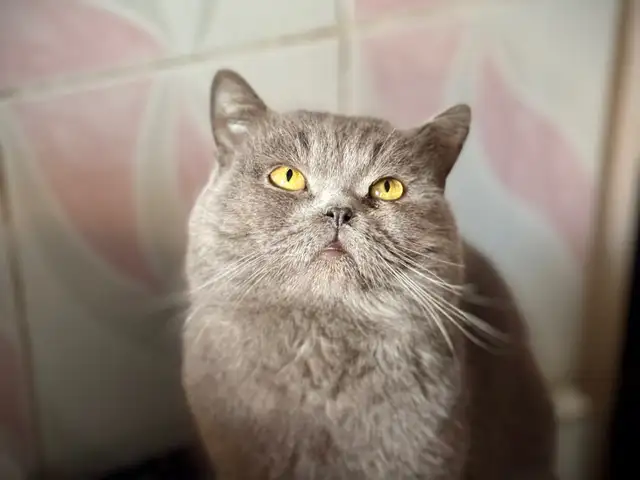 Шотландская кошка, Бохтар (Курғон-Теппа)