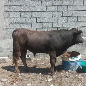 Букачаи гибрит, Худжанд