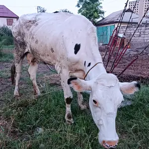 Гови зоти швейский, Душанбе