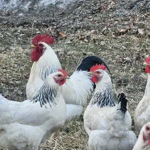 Тухми Адлерская барои чуҷабарори, Исфара