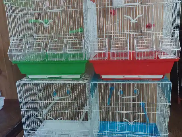 Клетка, Душанбе
