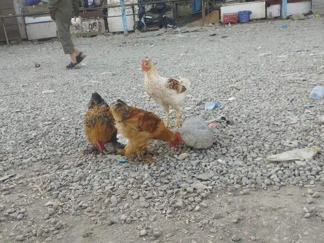 Мурги Чайник, Вахдат