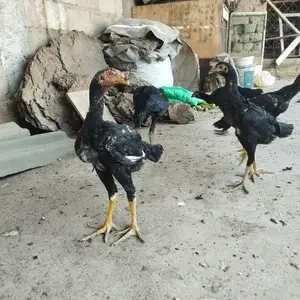 Дакан, Душанбе