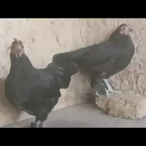 Мург, Душанбе