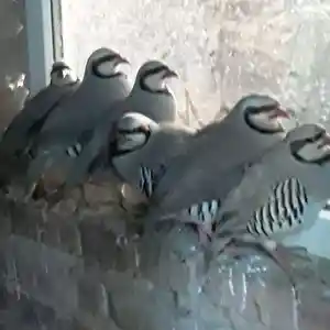 Кабк, Душанбе