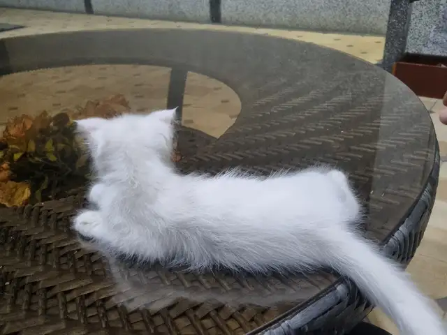 Кошка, Худжанд