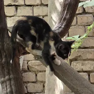 Кошечка, Душанбе