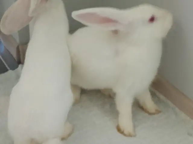 Харгуш, Хуҷанд