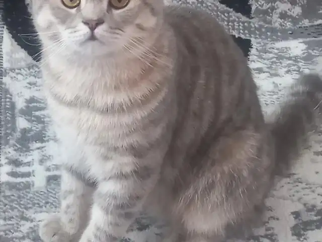 Кот на вязку, Хуҷанд