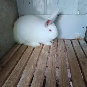 Новозеландские кролики, Душанбе