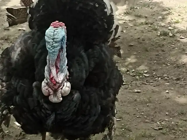 Индюки, Душанбе