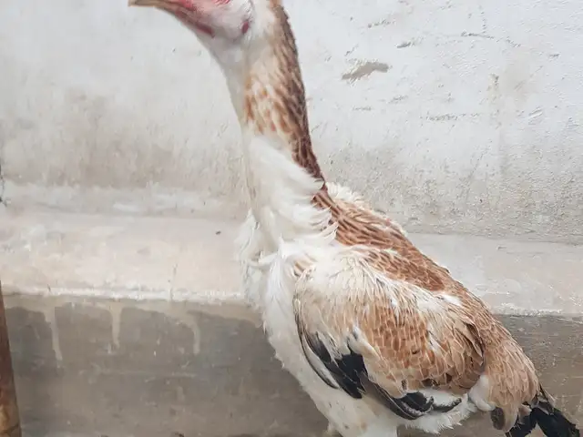 Чучаи саманд, Хуҷанд