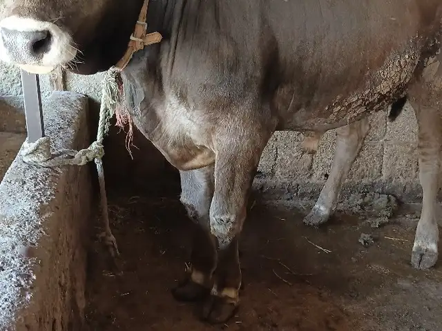 Бука, Бохтар (Курган-Тюбе)