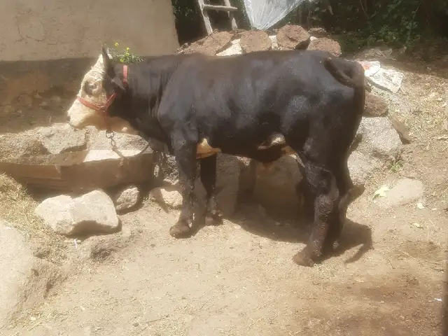 Буқа, Нурабад