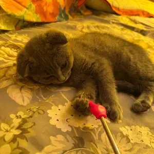 Шотландская кошка, Душанбе