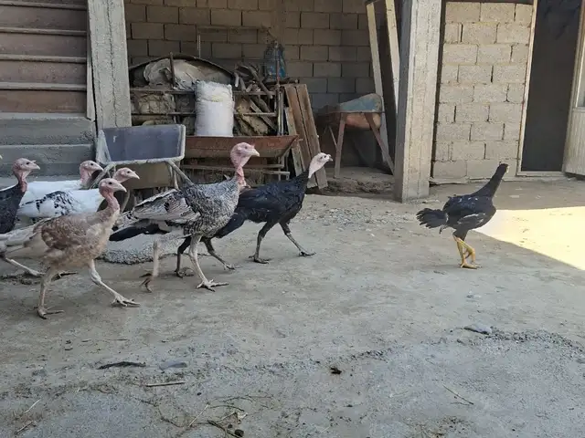 Индюк, Бобоҷон Ғафуров