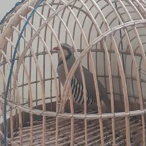 Кабк, Душанбе