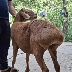 Гусфанд, Худжанд