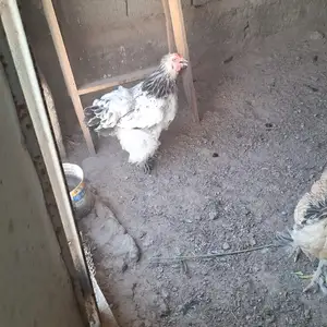 Мурги Брама, Душанбе