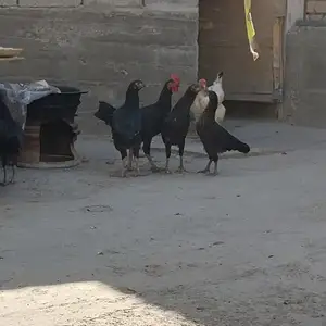 Мургхо, Худжанд