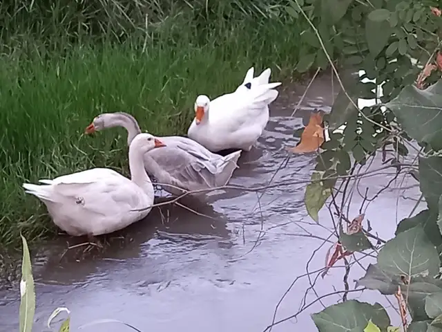 Гоз, Бохтар (Курган-Тюбе)