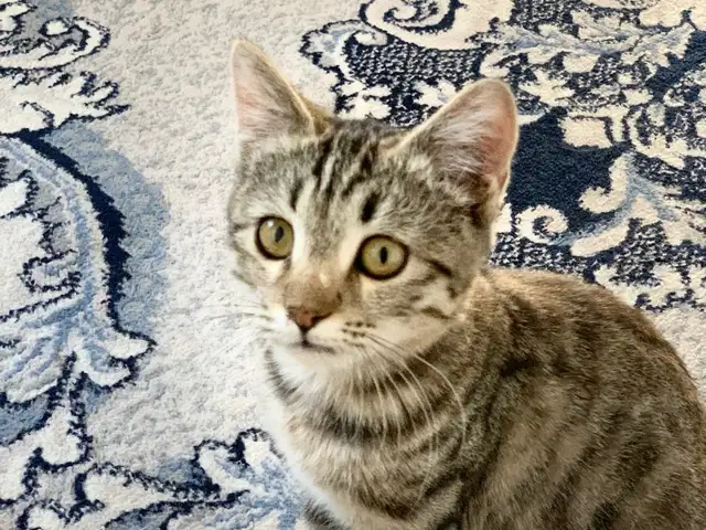 Кошка, Душанбе
