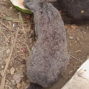 Харгуши Великан, Худжанд