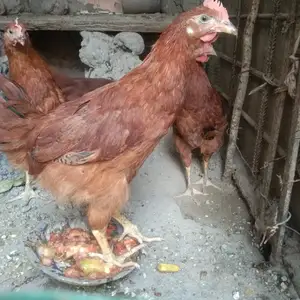 Чучаи ломан бравн, Канибадам