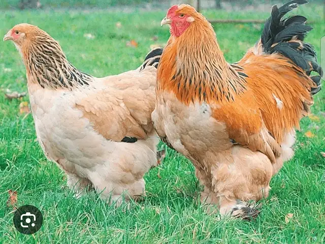 Тухми брама, Пенджикент