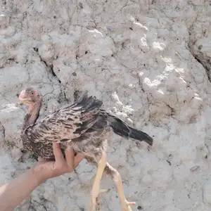 Чуча, Исфара