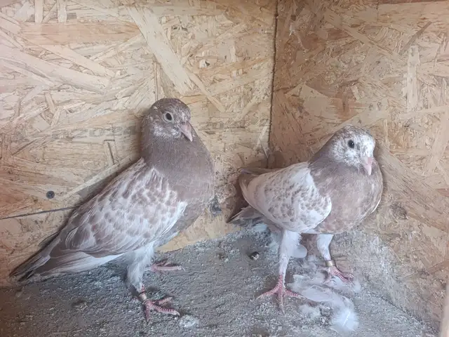 Кафтар, Душанбе