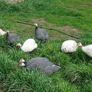 Куры, Душанбе