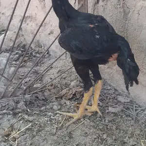Дакан, Душанбе
