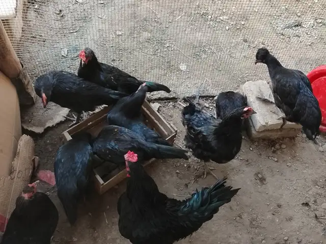 Хуруз, Худжанд