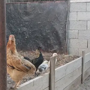 Мург Японча, Душанбе