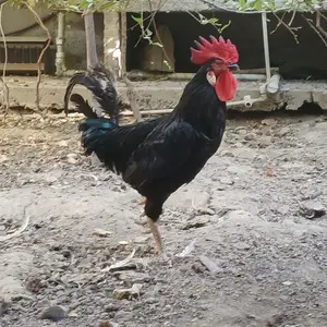 Хурус, Худжанд
