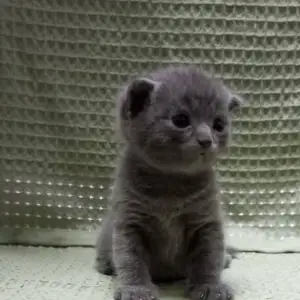 Шотландские вислоухое котята, Душанбе