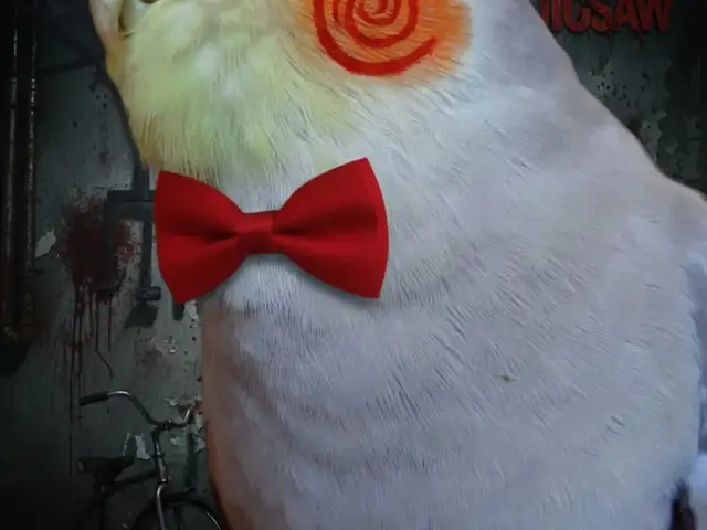 Попугай, Душанбе
