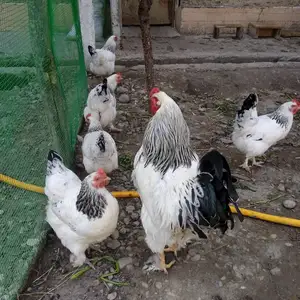 Куры брамма рябушка, Джаббор Расулов