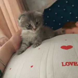Кошка, Душанбе