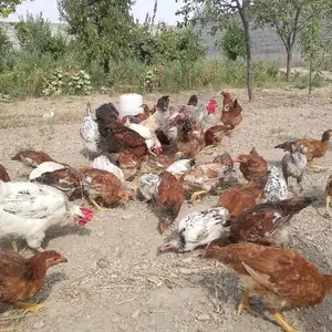 Хуруз ва мург, Худжанд